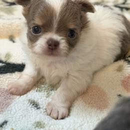 Calum - Chocolate blue male Chihuahua puppy in Newport Beach, California from Exotic City Pomeranians and chihuahuas