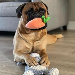 Bullmastiffs from Silverback Bullmastiffs