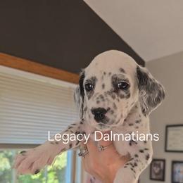 Dove - White and black female Dalmatian puppy in Janesville, Wisconsin from Legacy Dalmatians
