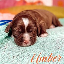 Umber - Chocolate male Australian Labradoodle puppy in Decatur, Alabama from Southern Meadows Doodles