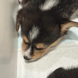 Reece - Black and tan female Pembroke Welsh Corgi puppy in Dawson, Iowa from Carousel Corgis