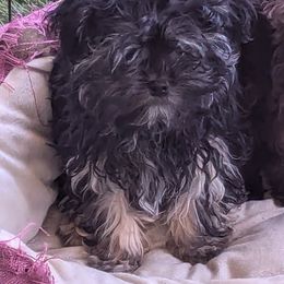 Koda - Black Russian Tsvetnaya Bolonka puppy in Oklahoma City, Oklahoma from Pink Lotus Kennels