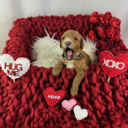 Goldendoodle Puppies from Maryland Designer Doodles