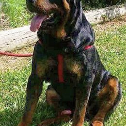 Rottweilers from Hayse’s Rotties