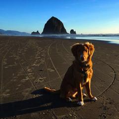 Nova Scotia Duck Tolling Retriever All Grown Up from Forest Cove Tollers
