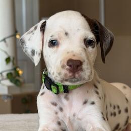 Male 3 - White and liver brown male Dalmatian puppy in Lake Mathews, California from Bully Market