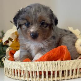Massie - Blue merle female Toy Australian Shepherd puppy in Ambrose, Georgia from Brandilyn's Aussies