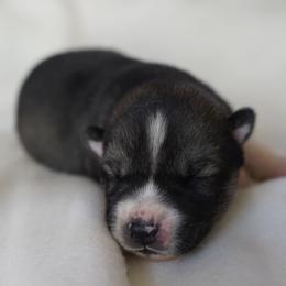 Aria - Agouti and white female Siberian Husky puppy in Wiscasset, Maine from Running with Huskies