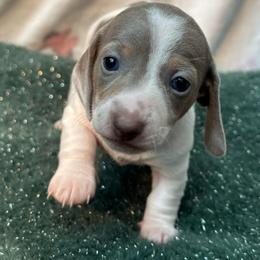 Fergie - Fawn (isabella) and tan female Dachshund puppy in Homstead, Florida from Bravo Dachshunds