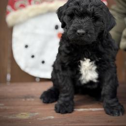 Light Blue Collar Boy - Black male Australian Labradoodle puppy in Wake Forest, North Carolina from Lucky Country Labradoodles
