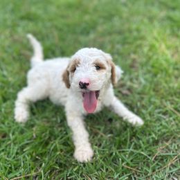 Diego - Goldendoodle puppy from Valentine Kennels