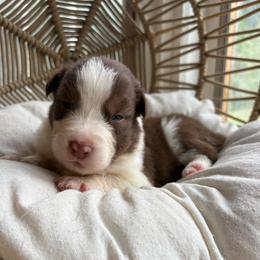 Hunter - Red tri-color male Australian Shepherd puppy in Grants Pass, Oregon from Carmel Mountain Aussies