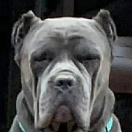 Cane Corso from Lower Arkansas Cane Corso