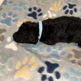 Goldendoodle and Poodle Puppies from Southern Stroll Poodles & Doodles