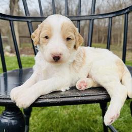Marshmallow Cream - Parti female Pyredoodle puppy in Bowling Green, Ohio from FDF Pyredoodles & Bernedoodles