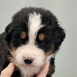 Boy 2 - male Bernese Mountain Dog puppy in Brattleboro, Vermont from Jill Stahl Tyler