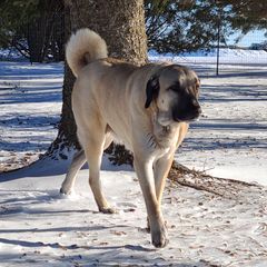 Eylul - Kangal