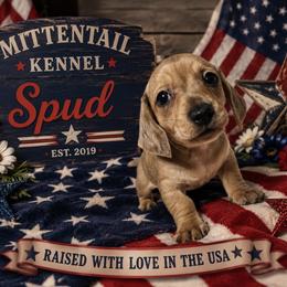 Spud - Sable male Dachshund puppy in Hudson, Michigan from Mittentail Kennel Miniature Dachshunds & Australian Shepherds