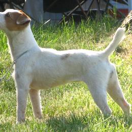 Krest - Jack Russell Terrier