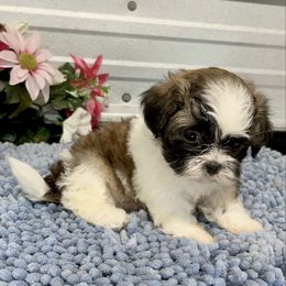 AKC Millie - Red and white female Shih Tzu puppy in Elgin, South Carolina from Silver Bells Paw Prints