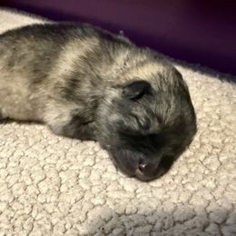 Girl 5 - female Keeshond puppy in Sheboygan, Wisconsin from Peregrine Keeshond