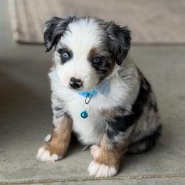 Cardinals - Blue merle male Miniature Australian Shepherd puppy in Grinnell, Iowa from Rural Iowa Aussies & Doodles