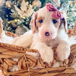 Snowflake - Parti female Goldendoodle puppy in Provo, Utah from GoldenDoodle Express