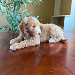 Simon - Parti male Goldendoodle puppy in Barstow, California from Golden Desert Doodles