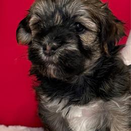 Aaron - Silver sable male Havanese puppy in Wappapello, Missouri from Titanium Havanese LLC