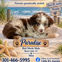 Paradise - Red merle male Miniature Australian Shepherd puppy in Port Saint Lucie, Florida from Charlene Brannon's Mini Australian Shepherds