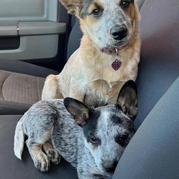 Australian Cattle Dogs from CT Mini Heelers