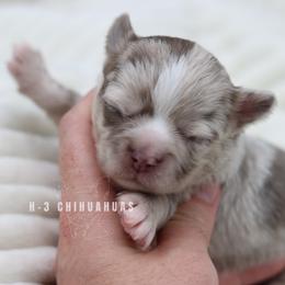 McCarthy - Merle male Chihuahua puppy in Tulsa, Oklahoma from H-3 Chihuahuas