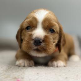 Yasmine orange female - Red female Cocker Spaniel puppy in Howe, Indiana from A&J Kennel