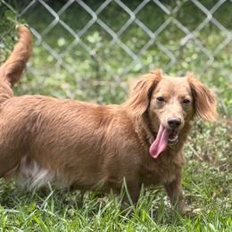 Honey - Dachshund