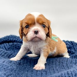 Girl 2 - female Cavalier King Charles Spaniel puppy in Eau Claire, Wisconsin from Regal Cavaliers