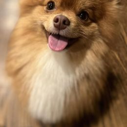 Pomeranians from Verdigris Valley Poms