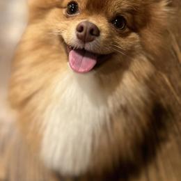 Pomeranians from Verdigris Valley Poms