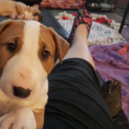 Bull Terrier Puppies from Virtue Bull Terriers