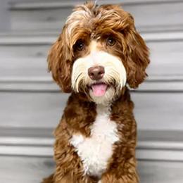 Daisy - Australian Labradoodle