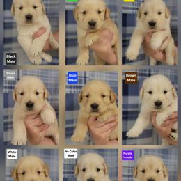 Trudy Male 2 - Golden male Golden Retriever puppy in Wauseon, Ohio from Golden Sunrise Retrievers