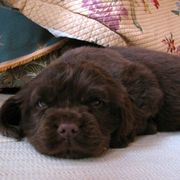 Sussex Spaniel Puppies from KAREN COTTINGHAM