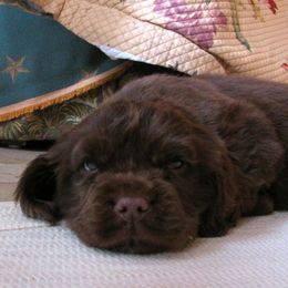 Sussex Spaniel Puppies from KAREN COTTINGHAM