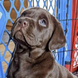 Labrador Retriever Puppies from Purdy Lake Labradors