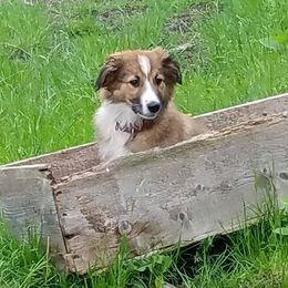 English Shepherd Puppies from Tranquil Morning Farm