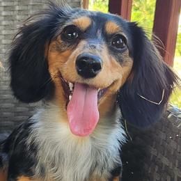 Penny - Dachshund