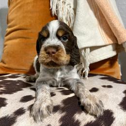 English Springer Spaniel Puppies from Southbend Springers