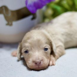 Pippa - Dapple female Dachshund puppy in Bellville, Ohio from JK Mini Doxies