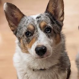 American Corgis and Pembroke Welsh Corgis from Shoestring Valley Corgis