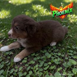 PHOENIX - Red Tri Female - Red tri-color female Australian Shepherd puppy in Gainesville, Texas from Lady Luck Aussies