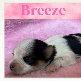 Yorkshire Terrier Puppies from Vanessa Alvarez